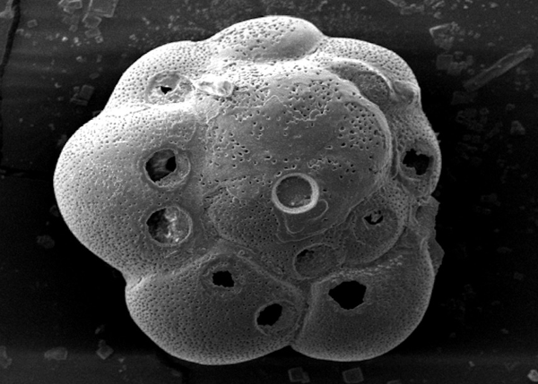 Work on foraminifera reference material underway